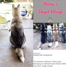 Katsu Siberian Husky Husky Animals