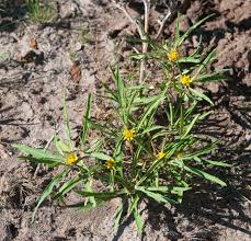 Image result for Geigeria filifolia