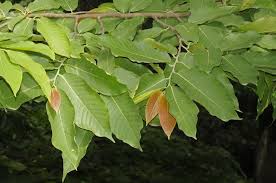 Image result for Monoon