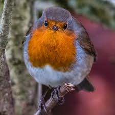 Pin On Robin