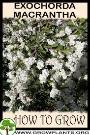 Image result for Exochorda