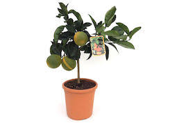 Bei coop bau+hobby finden sie alle produkte, die sie für die nächste gartensaison brauchen. Echte Aloe Topfgrosse O10 5cm Aloe Vera Kaufen Bei Coop Bau Hobby