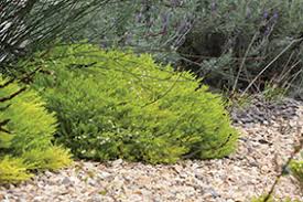 Diosma 'golden sunset' coleonema pulchrum 'sunset gold' coleonema pulchrum 'golden sunset' see more; Coleonema Species Confetti Bush Plants A Z The Gardener The Gardener