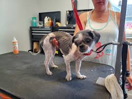 › pet grooming courses near me. Super Pawz Pet Grooming Llc Home Facebook