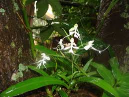 Image result for Habenaria adolphi