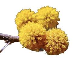 Image result for Vangueria ferruginea