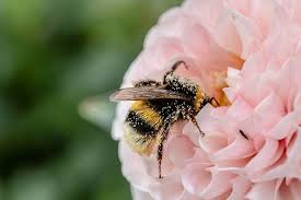 These flowers, vegetables, herbs and fruits make wonderful additions to a backyard bee sanctuary. 12 Ways To Attract Bumble Bees To Your Garden The Homespun Hydrangea