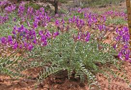Image result for Astragalus