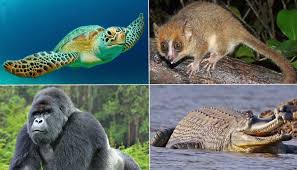 They are also facing extinction thanks to targets by poachers. 20 Endangered Animals That Are On Brink Of Extinction