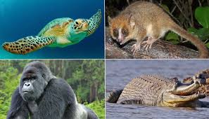 The battle for indonesia's gold islandthe battle for indonesia's gold island. 25 Endangered Animals That Are On Brink Of Extinction