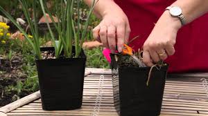We did not find results for: How To Cut Back Potted Tulips Grow Guru Youtube
