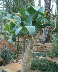 Image result for Cyphostemma glandulosissimum