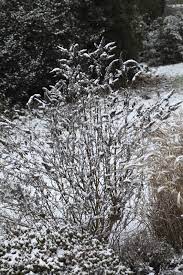 Commonly known as 'butterfly bush,' buddleia can grow up to seven feet tall and ranges in color along with attracting butterflies and bees to your garden, buddleia is easy to grow and, if properly. Preparing Butterfly Bushes For Winter Should I Prune My Butterfly Bush For Winter