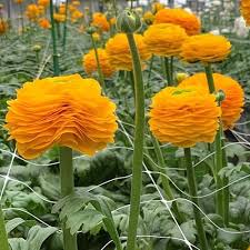 Image result for Ranunculus stagnalis
