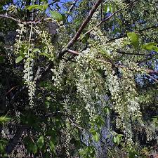 Image result for Prunus serotina