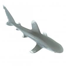 Oceanic whitetip sharks are very curious sharks and frequently interact with divers. Safari Sea Life Safari Oceanic Whitetip Shark 100271