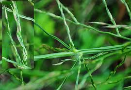 Image result for Arundinella nepalensis