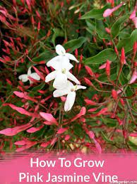 How To Grow Pink Jasmine Vine Jasmine Vine Pink Jasmine Pink Jasmine Vine