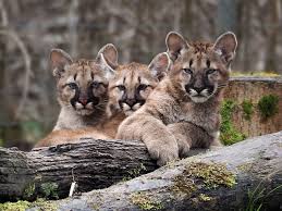 International Puma Day 2023 - Wildlife Around the World