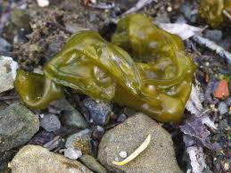 Kot im garten und auf terrasse welches tier war es gartenlexikon de marcel nyffenegger ratten im haus kotspuren marderkot daran erkennen sie die exkremente von mardern von welchem tier ist dieser kot kot im garten welcher tierkot sieht wie aus tiere erkennen. Gruner Schleim Im Garten Was Hat Es Damit Auf Sich Bildderfrau De