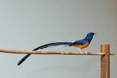 Check spelling or type a new query. 10 Ide Jual Beli Burung Burung Gambar Burung Burung Kolibri