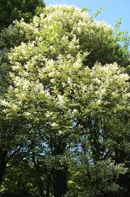 Image result for Ligustrum lucidum