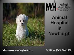 Newburgh Veterinary Hospital Is A Respected Aaha Accredited Animal Hospital In Newburgh Ny Everything You Encounte Animal Hospital Veterinary Hospital Pet Vet