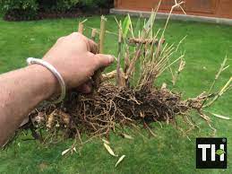 Maybe you would like to learn more about one of these? How Do I Remove Bamboo Roots What S The Cost