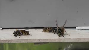 Some research proving that ultrasonic repellers work has also been around for long. Wasps V 50 Hz Speaker At The 5 12 Mark Youtube