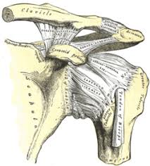 Maybe you would like to learn more about one of these? Coracohumeral Ligament Wikipedia