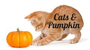 Is Pumpkin Good For Cats Feline Behavior Solutions Cat Behavior Consultant