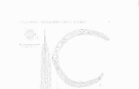 Image result for Cyclocotyla