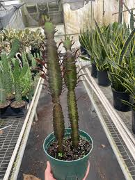 Image result for Euphorbia dedzana