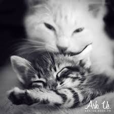 cats love by julia benard 500px