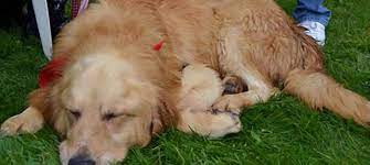 Golden retriever puppy rescue mn. Retrieve A Golden Of The Midwest Every Dog Deserves A Golden Life