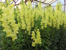 Image result for Snapdragon Yellow 1980 MG