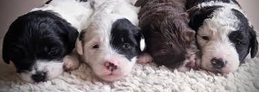 A standard sheepadoodle will typically weigh between 70 to 90 lbs. Micro Sheepadoodles Briarwood Virginia Washington Dc S Premier Sheepadoodles Bernedoodles