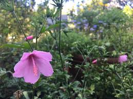 Image result for Hibiscus aethiopicus