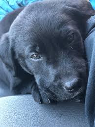 Maybe you would like to learn more about one of these? Labrador Retriever Puppies For Sale Kenosha Wi 287559