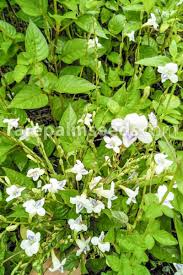 Image result for Asystasia