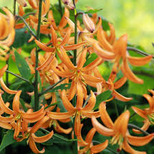 There is a bulb in the ground, so you can pull it out of the ground and check. Lilium Martagon Orange Marmalade