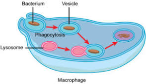This is the currently selected item. Vesicles And Vacuoles Lysosomes And Peroxisomes Mt Hood Community College Biology 101