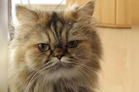 Ada 4 jenis kucing persia yang tersebar di dunia. Hati Hati Penipuan Jual Beli Kucing Online Makan Korban Warga Bandung Ini Tergoda Oleh Testimoni Zona Priangan