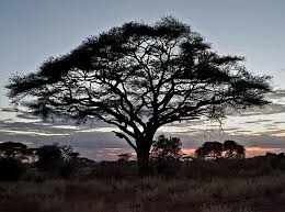 Image result for Acacia kirkii