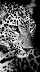 Black And White Photos Of Wild Animals Pin By Is On Black And White Wild Animals Pictures Wild Animal Wallpaper Animal Wallpaper