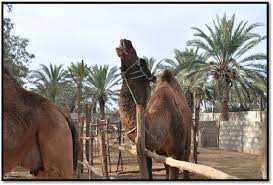 A written or printed mark that has a standard meaning, a gesture or action used to convey information or an instruction. Dromedary Camel Flehmen Male Dromedary Camel Usually Show Flehmen Download Scientific Diagram