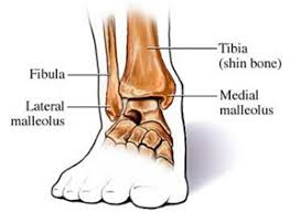 Malleolus — a rounded bony prominence such as those on either side of the ankle joint. Anatomy Of The Ankle Gymnastics Injuries