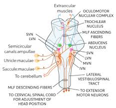 It's the wrong book it's the wrong edition other. Learn About Vestibular Nuclei Chegg Com