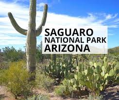 Cacti are cam plants, crassulacean acid metabolism, meaning they store co2 during the night as malate and then release it during the day inside the stem. Saguaro National Park Arizona Should You Visit Saguaro East Or West Solo Trips And Tips