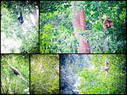 We did not find results for: The Not So Attractive Zoo Melaka This Is Me Melissa S Blog